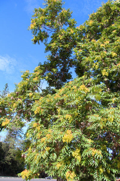 Flowering tree at Columbia State Historic Park. Columbia, CA.