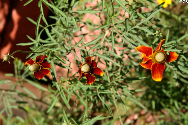 Prairie Coneflower (<i>Ratibida columnifera</i>) at Manitou Cliff Dwellings. Manitou Springs, CO.