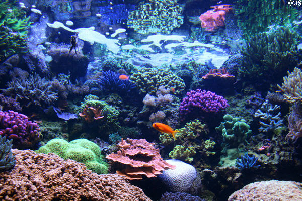 Coral reef tank at Downtown Aquarium. Denver, CO.