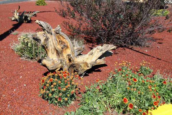 Desert landscaping of Station of Cumbres & Toltec Scenic Railroad. Antonito, CO.