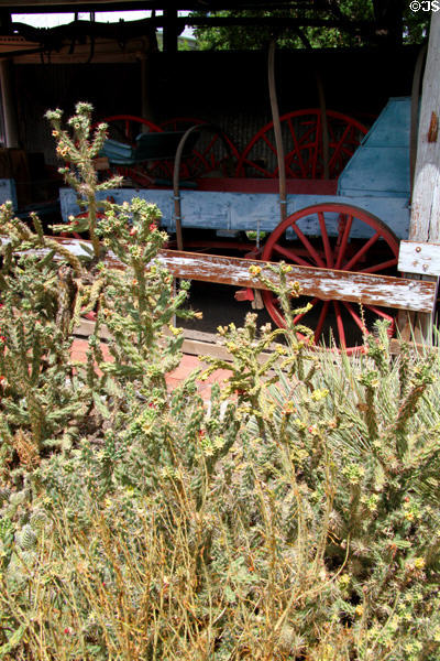 Cactus garden at Trinidad History Museum. Trinidad, CO.