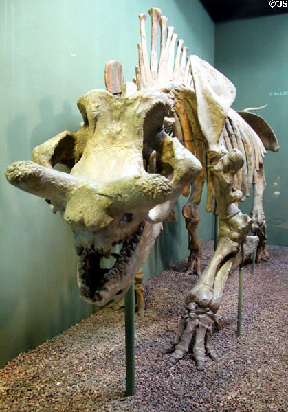 Titanotheres from early Oligocene period at Yale Peabody Museum. New Haven, CT.