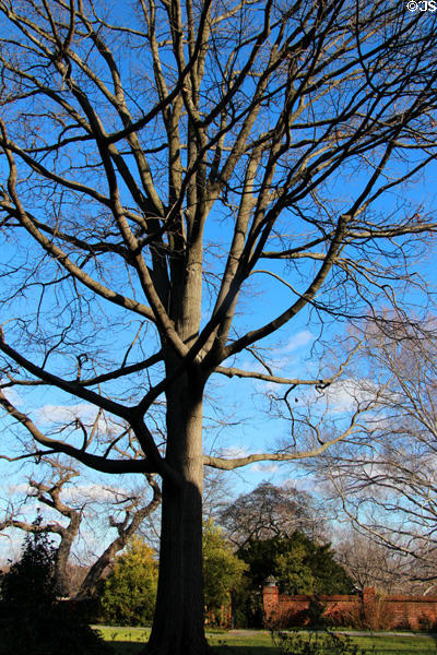 Oak tree of Dumbarton Oaks. Washington, DC.