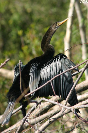 Anhinga (<i>Anhinga anhinga</i>). FL.