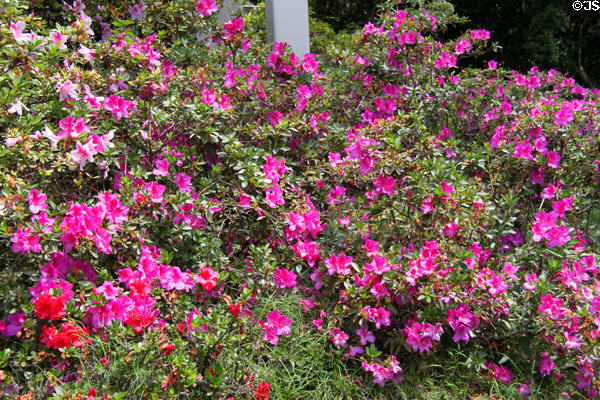 Rhododendrons in Garden of The Contemporary Museum. Honolulu, HI.