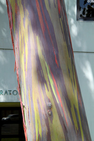 Mindanao gum tree (<i>Eucalyptus deglupta</i>) at University of Hawai'i. Honolulu, HI.