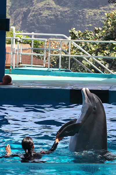 Porpoise with handler in Hawaii Ocean Theatre at Sea Life Park. HI.