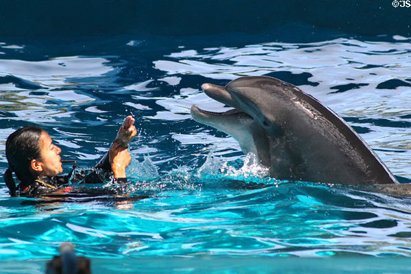 Porpoise in Hawaii Ocean Theatre at Sea Life Park. HI.