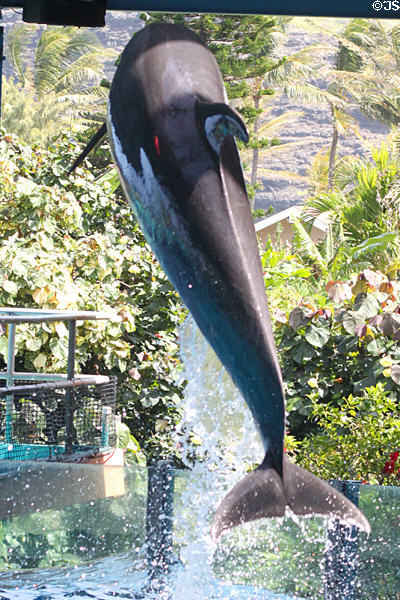 Porpoise leaps from water in Hawaii Ocean Theatre at Sea Life Park. HI.