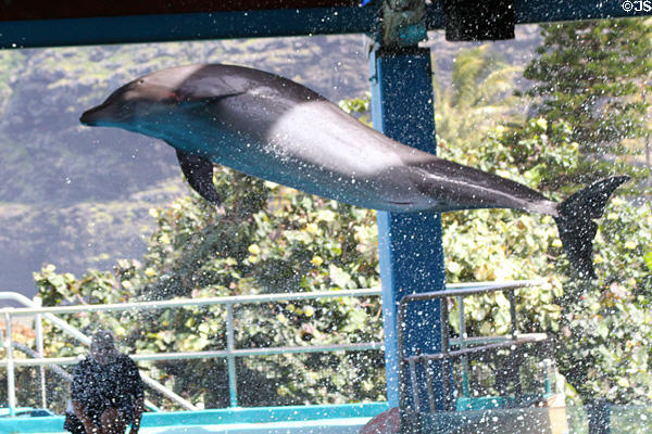 Porpoise leaps from water in Hawaii Ocean Theatre at Sea Life Park. HI.