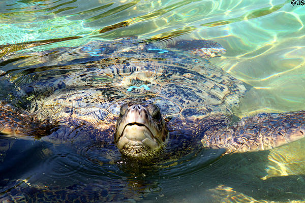 Green sea turtle (<i>Chelonia mydas</i>) at Sea Life Park. HI.