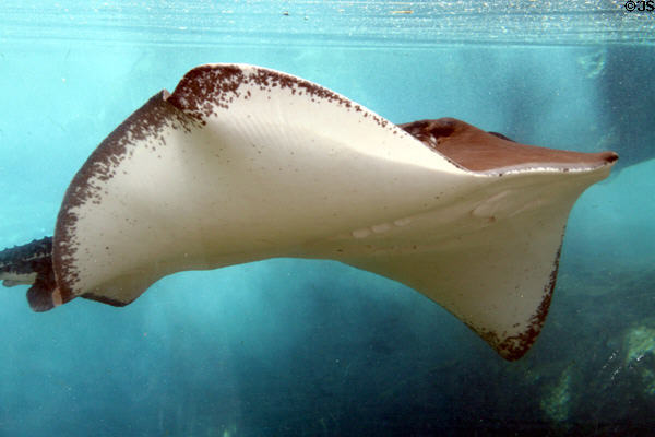 Stingray at Sea Life Park. HI.