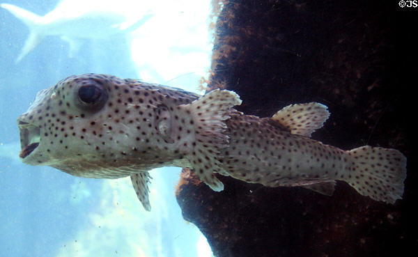Porcupine Puffers (<i>Diodon holocanthus</i>) at Sea Life Park. HI.