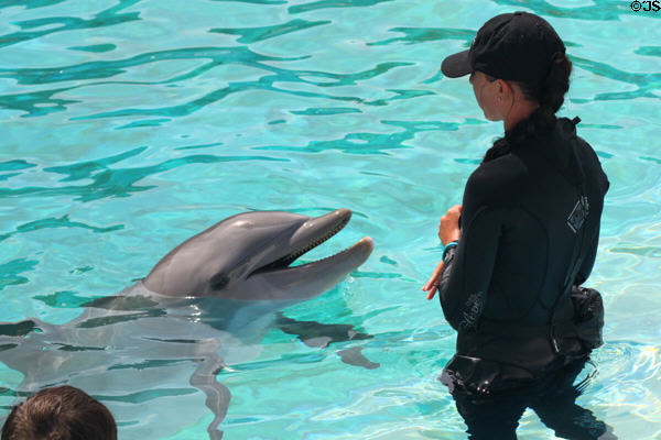 Bottlenose dolphin (<i>Tursiops truncatus</i>) with trainer at Sea Life Park. HI.