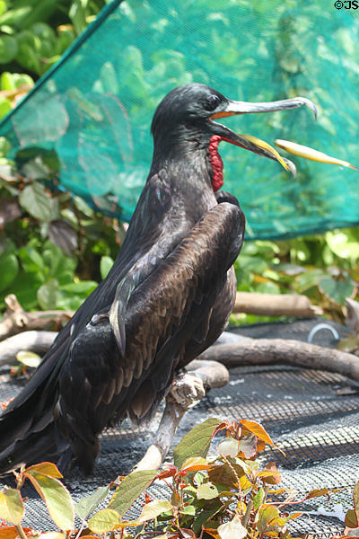 Great Frigatebird (<i>Fregata minor</i>) catches a fish at Sea Life Park. HI.