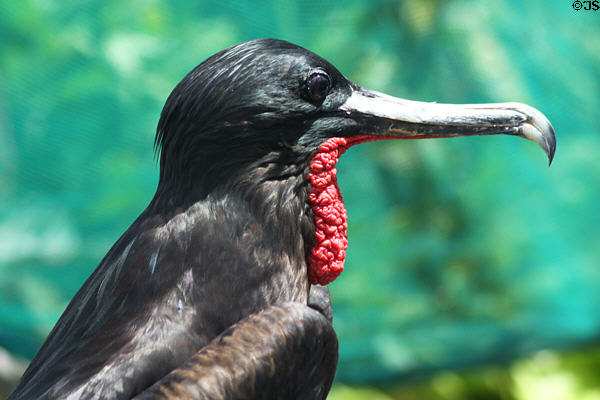 Facial detail of Great Frigatebird (<i>Fregata minor</i>) at Sea Life Park. HI.