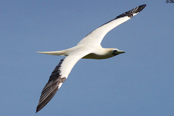 Red-footed Booby (<i>Sula sula</i>) dorsal side in flight at Sea Life Park. HI.