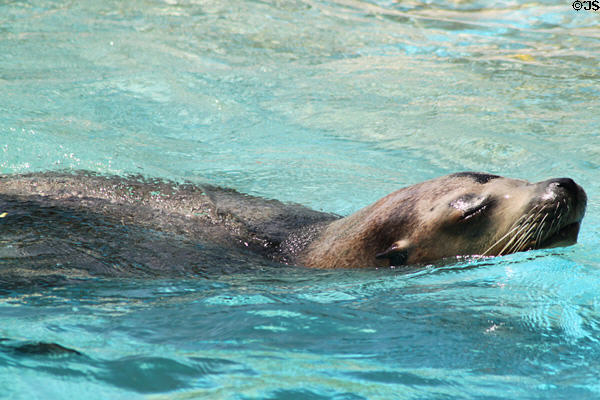 California Sea Lion (<i>Zalophuse californianus</i>) at Sea Life Park. HI.