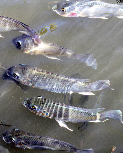 Fish in canal at Polynesian Cultural Center. Laie, HI.