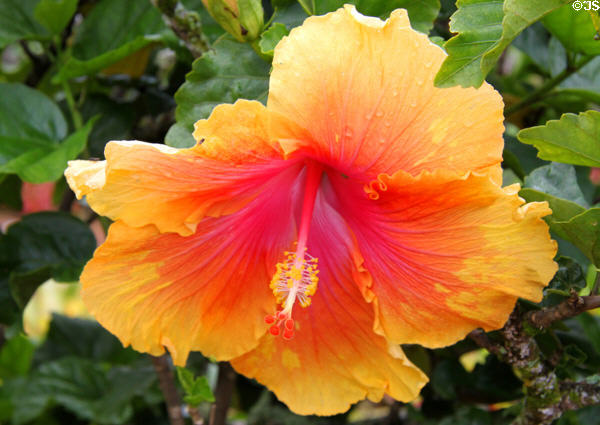 Yellow & red hibiscus in gardens of Dole Plantation. HI.