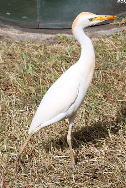 Cattle Egret (<i>Bubulcus ibis</i>) in Hawaii. HI.