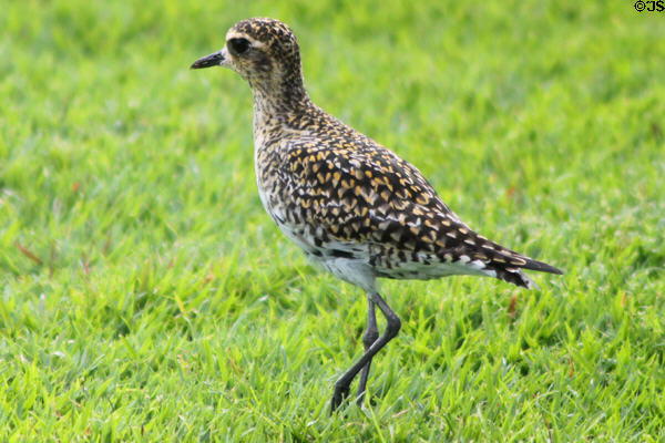 Pacific Golden Plover (<i>Pluvialis fulva</i>) in Hawaii. HI.