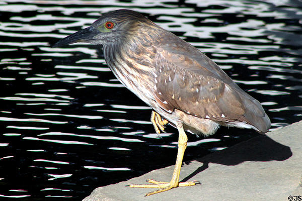 Immature Black-crowned Night-Heron (<i>Nycticorax nycticorax</i>) in Hawaii. HI.