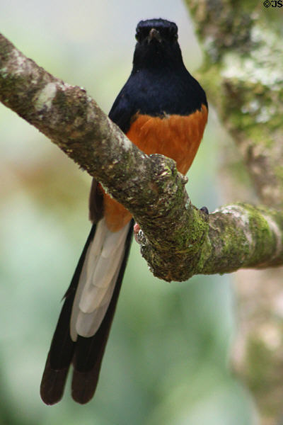 White-rumped Shama (<i>Copsychus malabarics</i>) in Hawaii. HI.