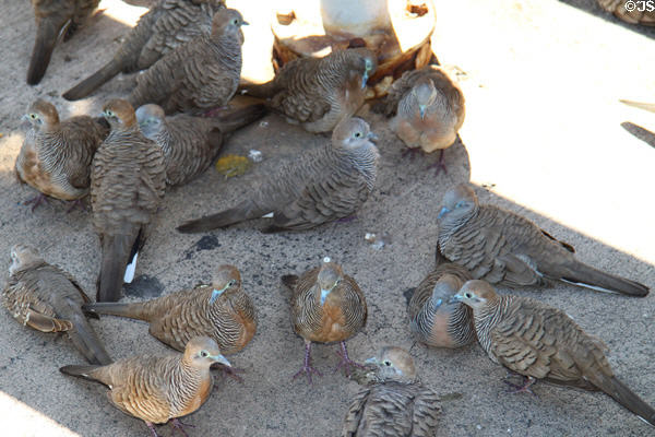 Zebra Dove (<i>Geopelia striata</i>) in Hawaii. HI.