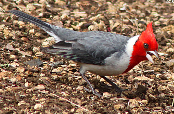 Red-crested Cardinal (<i>Paroaria coronata</i>) in Hawaii. HI.