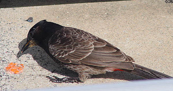 Red-vented Bulbul (<i>Pycnonotus cafer</i>) in Hawaii. HI.