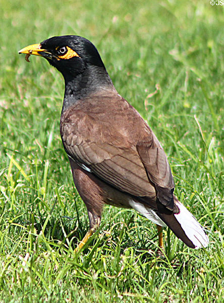 Common Myna or Indian Myna (<i>Acridotheres tristis</i>) in Hawaii. HI.