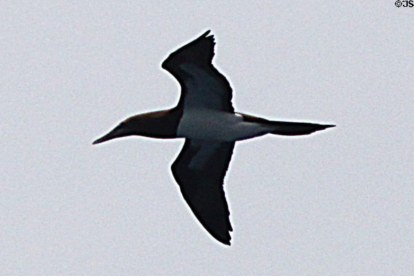 Brown Booby (<i>Sula leucogaster</i>) in Hawaii. HI.