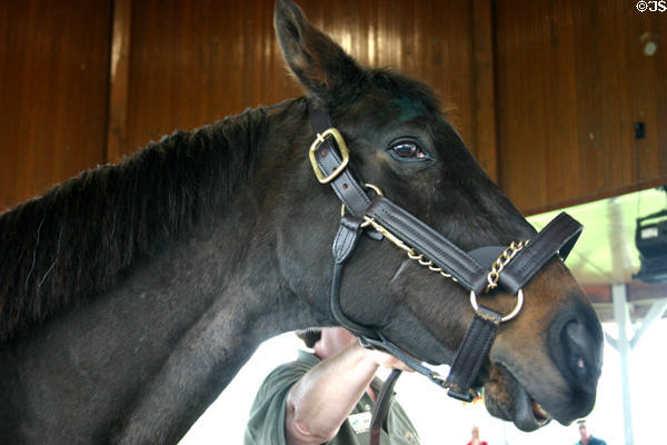 John Henry, a thourghbred who won $6.5 million & was ridden by Johnny Shoemaker, shown at age 29 in retirement at Kentucky Horse Park. Lexington, KY.