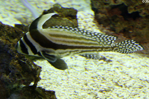 Striped & spotted fish at Aquarium of the Americas. New Orleans, LA.