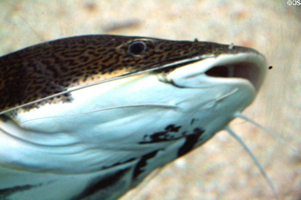 Redtail Catfish (<i>Phractocephalus hemioliopterus</i>) at Aquarium of the Americas. New Orleans, LA.
