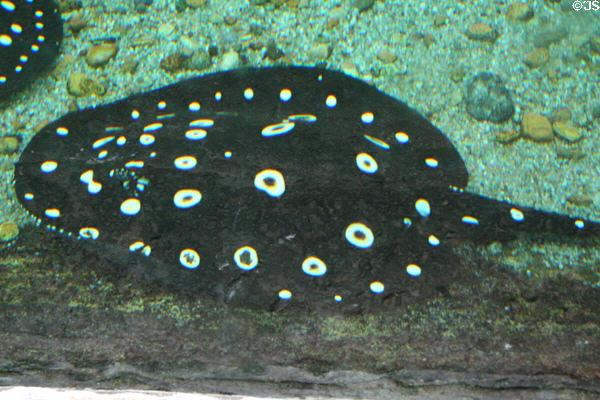 White-spotted Stingray (<i>Potamotrygon leopoldi</i>) Aquarium of the Americas. New Orleans, LA.