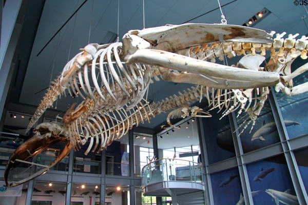 Whale skeletons at New Bedford Whaling Museum. New Bedford, MA.