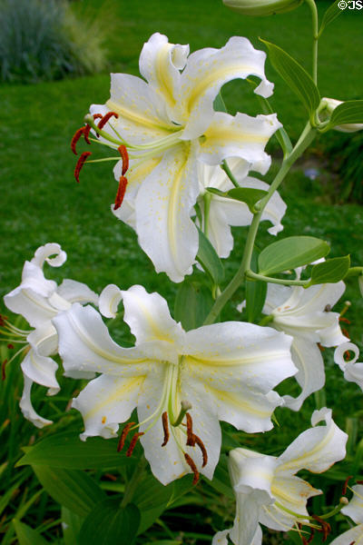 Lilies in Smith College botanical garden. Northampton, MA.