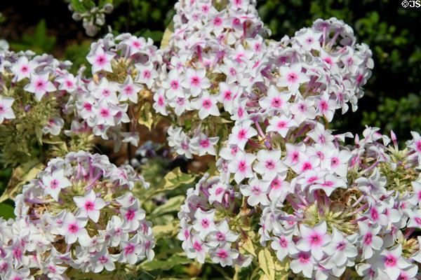Flowers in garden of Mayflower Society House. Plymouth, MA.