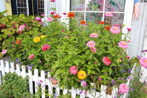 Flowers on Bear Skin Neck. Rockport, MA.