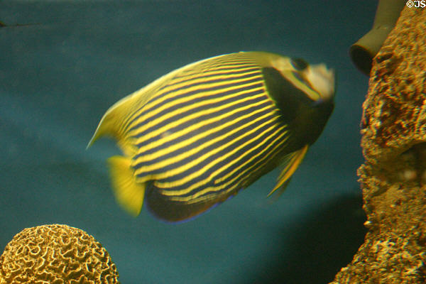 Emperor angelfish at National Aquarium. Baltimore, MD.