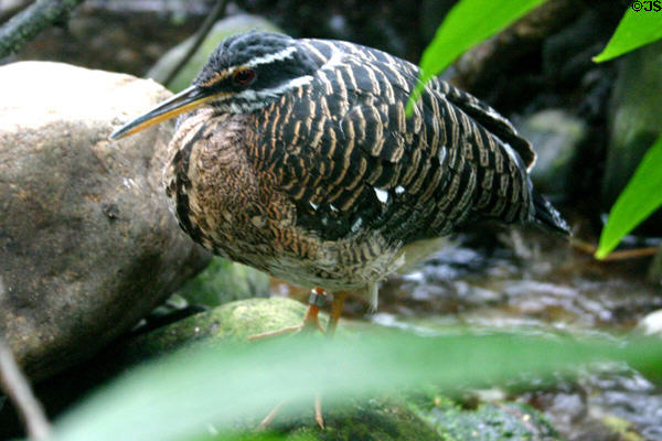 Sunbittern (<i>Eurypyga helias</i>) at National Aquarium. Baltimore, MD.