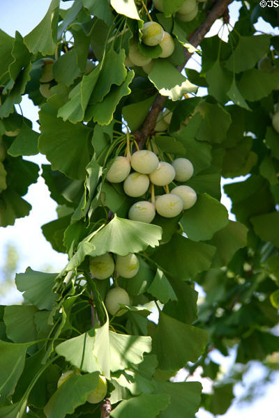 Gingko tree in fruit at Nelson-Atkins Museum. Kansas City, MO.