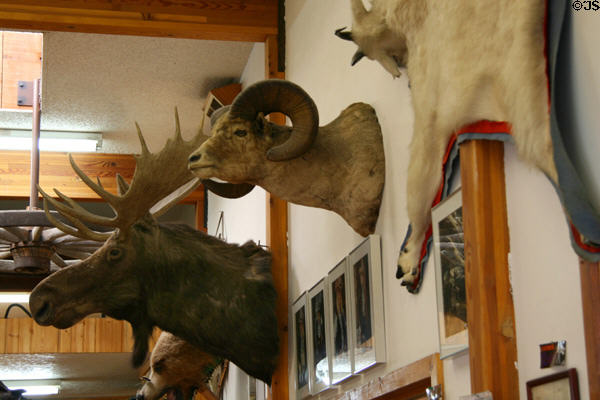 Mounted animal heads in Montana Outpost. West Yellowstone, MT.