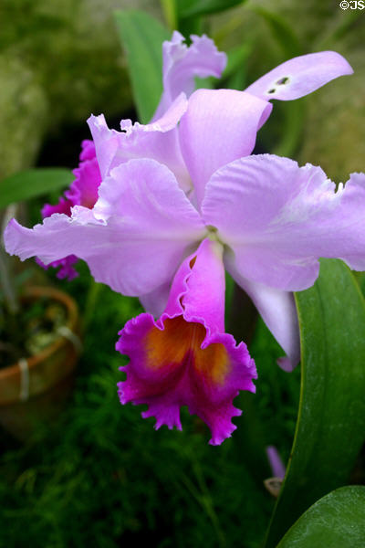 Orchid in conservatory of Botanical Gardens. Buffalo, NY.