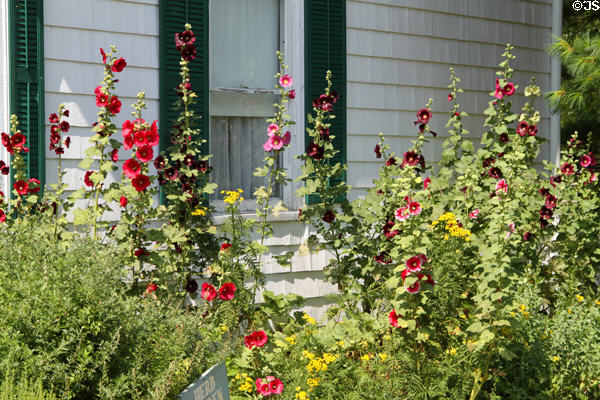 Hollyhock garden at Historic Lyme Village Museum. Bellevue, OH.