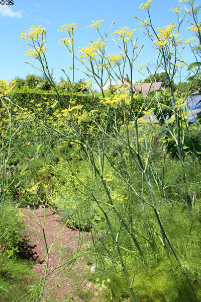 Dill in kitchen garden beside Rough Point. Newport, RI.