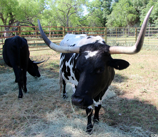 Longhorn cattle at Lyndon B. Johnson State Park. Stonewall, TX.