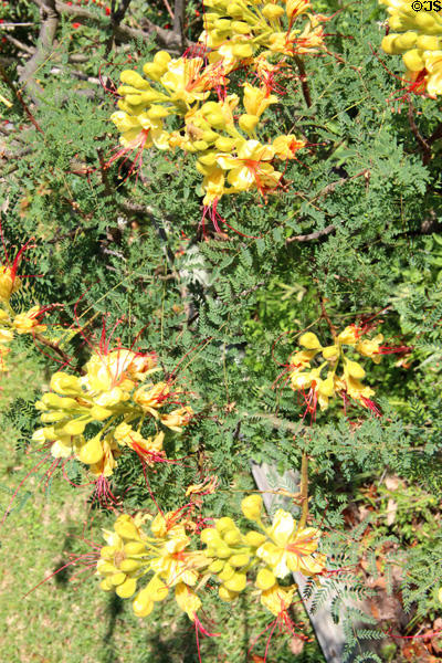 Wildflowers at Lyndon B. Johnson State Park. Stonewall, TX.